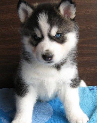 Blue Eyes Siberian Husky Puppies.