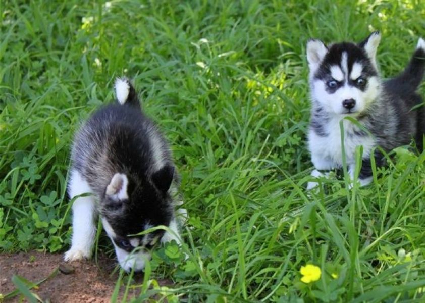 AKc Siberian Husky Puppies Male and Female