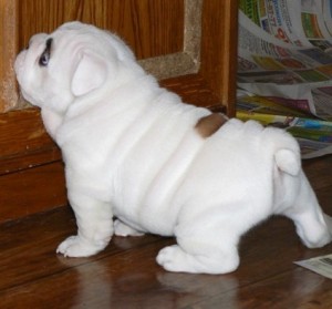 Outstanding English bulldogs