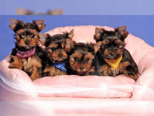 Akc  Yorkie Puppies Available
