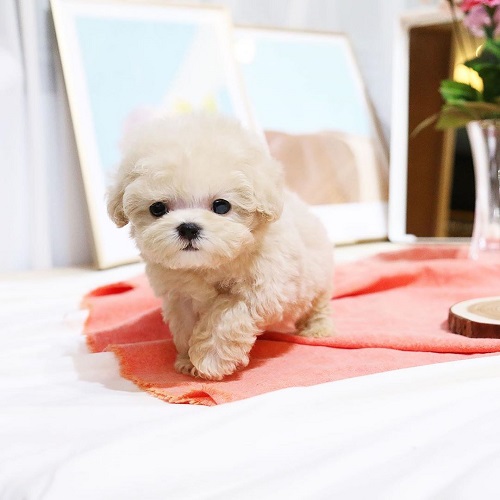 Adorable Toy Poodle puppies for sale,