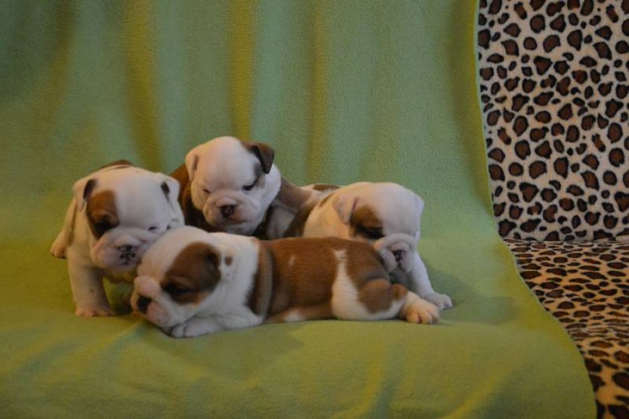 English Bulldog puppies with pedigree for sale