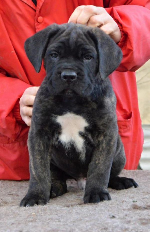 Cane corso stunning pedigree puppies