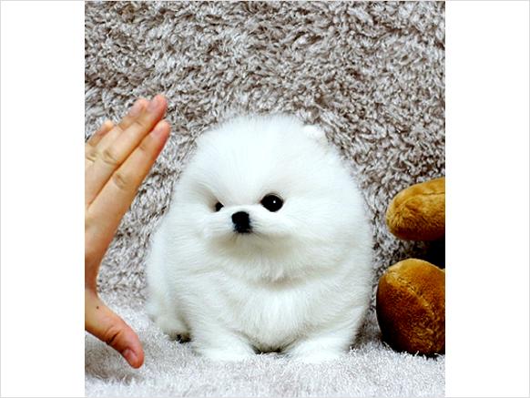 Beautiful AKC Teacup Party Pomeranians available
