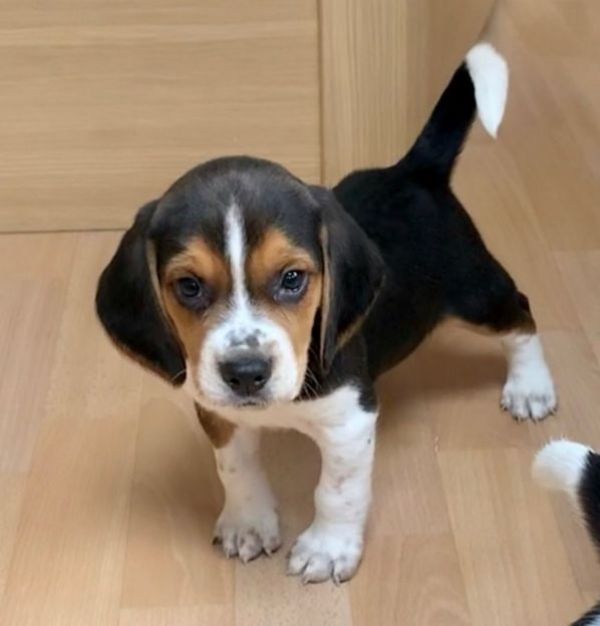 Lovely Beagle Puppies.