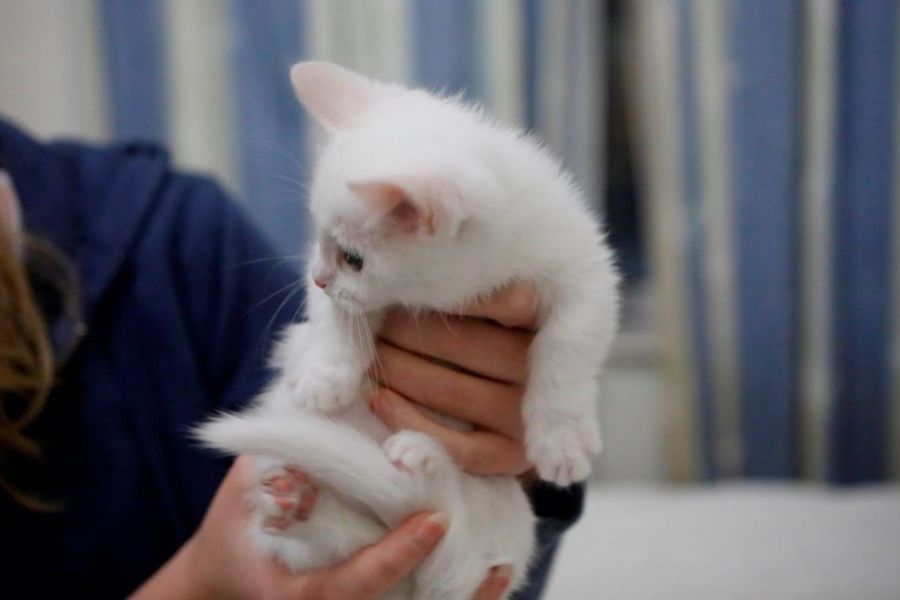 Short Legged Munchkin Kittens For Sale