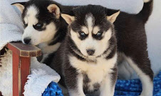Cute and Charming Siberian Husky Now Available