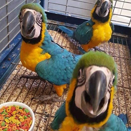 Blue and Gold macaw parrots