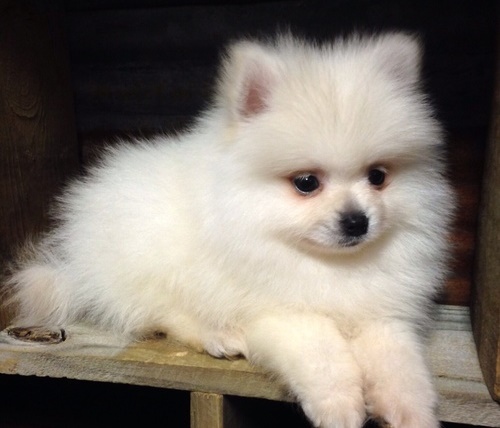 Two Teacup Pomeranian Puppies Needs a New Family