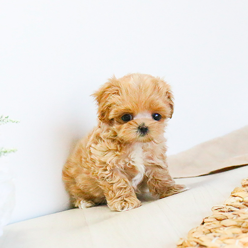 Toy Poodle puppies for adoption