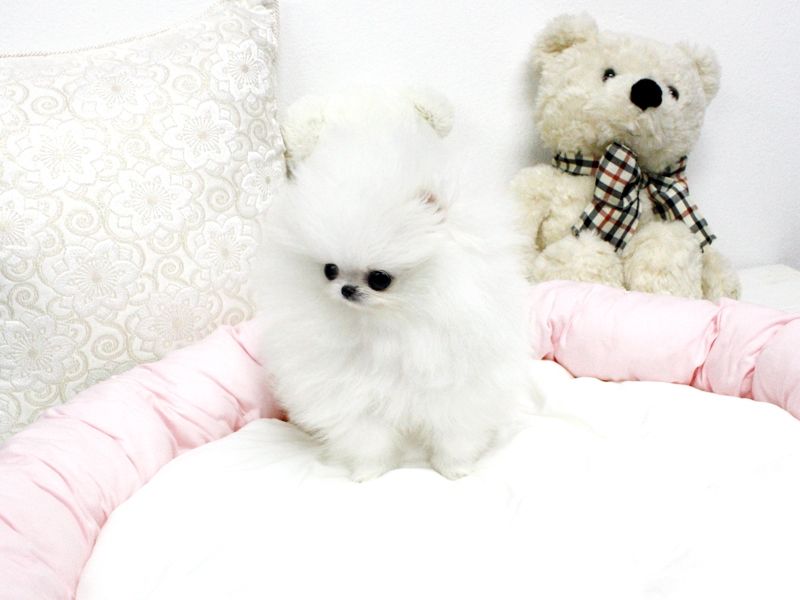 Adorable Male and female Teacup Pomeranian Puppies for good Home