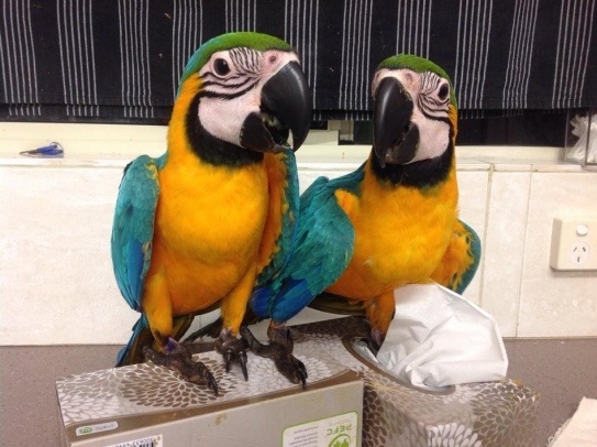 Male and female Blue and Gold Macaw parrots ready