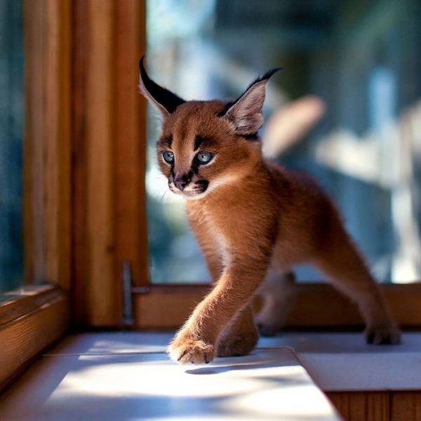 Caracal and Ocelot kittens for sale 