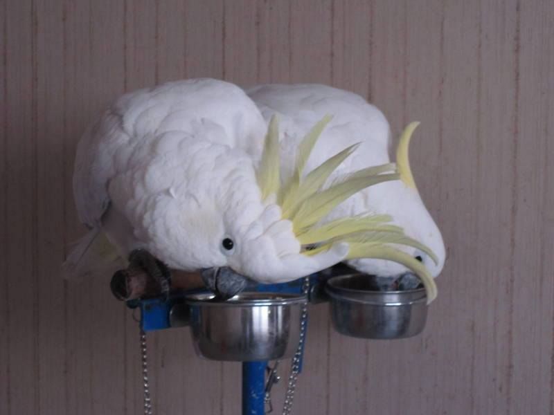 Adorable Pair of white cockatoo Parrots for Adoption
