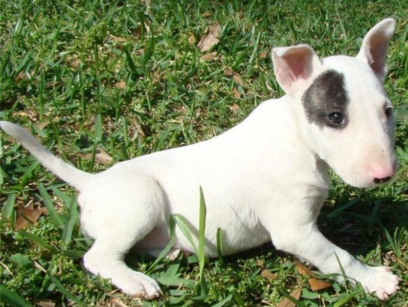 Bull Terrier Puppies For Sale