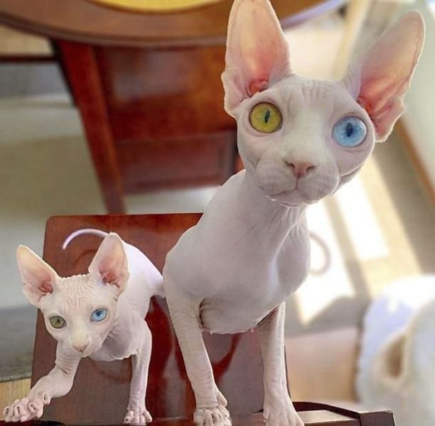 Sphynx and Bengal  kittens available for adoption