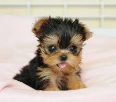 Tea Cup   Yorkie's Puppies For Adoption