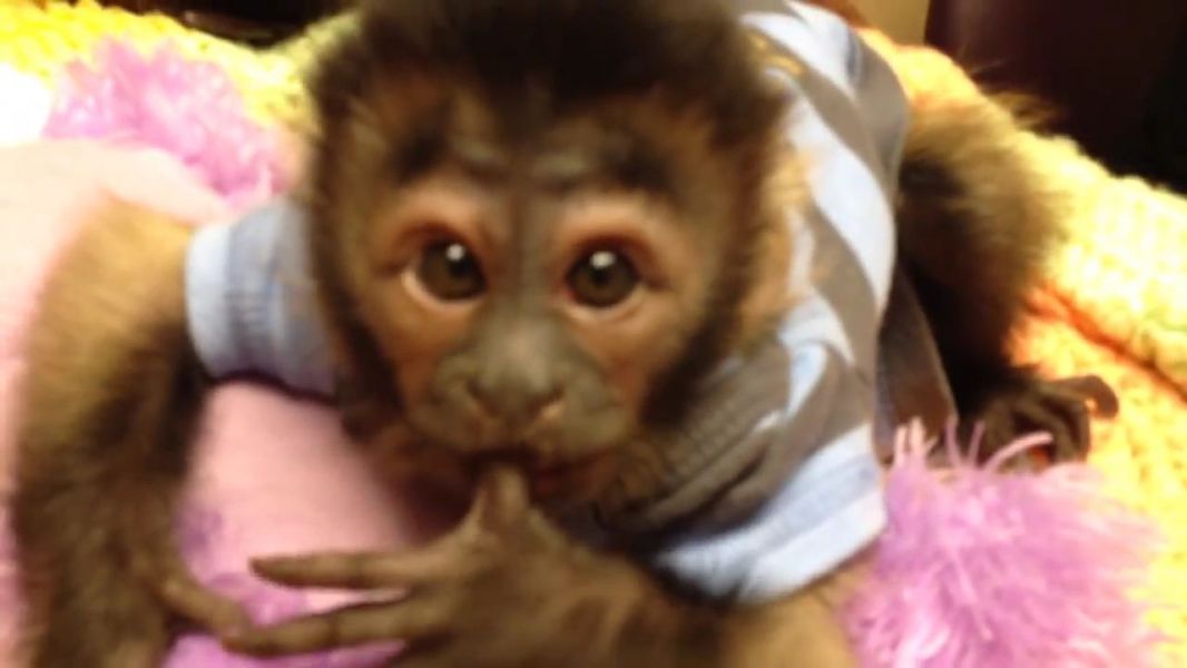 Healthy Weaned Capuchin Monkey Babies Available