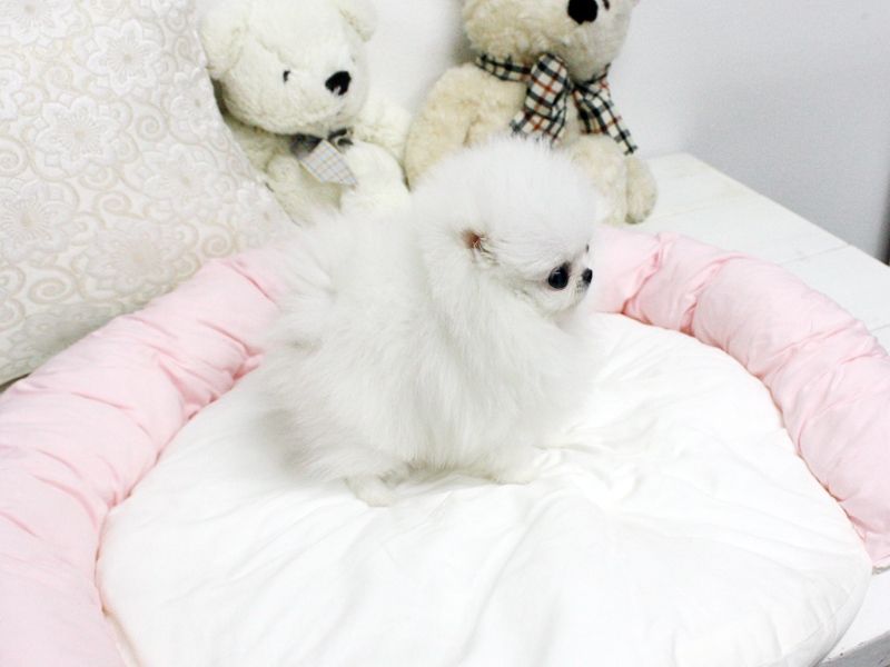 Adorable Male and female Teacup Pomeranian Puppies for