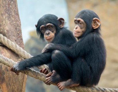   Lovely Chimpanzee Monkeys for Sale