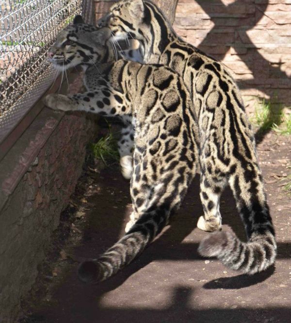Well Tamed Cheetah Cubs, Cougar Cubs, Jaguar Cubs,leopard Cubs,black Panther Babies,lion Cubs, Siber