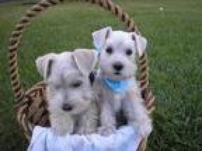 Lovely Male and Female Miniature Schnauzer Puppies
