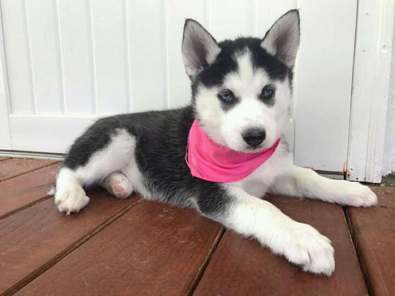 Cutest blues eyes siberian husky for adoption into good homes 