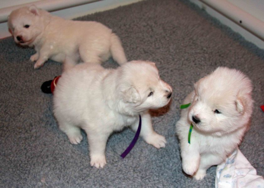 Samoyed puppies ready for a loving new home