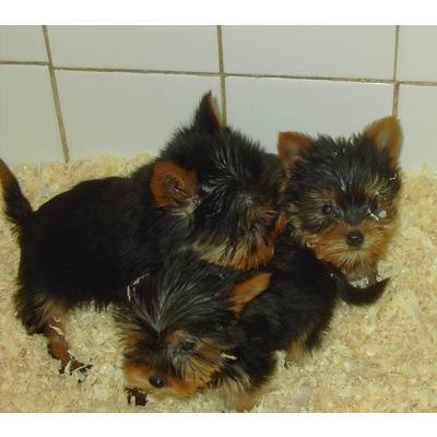 Tea  Cup Yorkie Puppies FOr FRee......