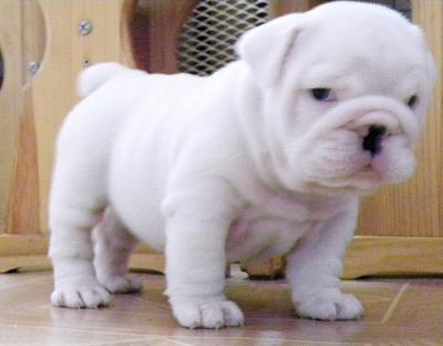 Adorable English bulldogs puppies