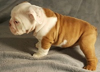 Akc English Bulldog Puppies For Sale.M/F