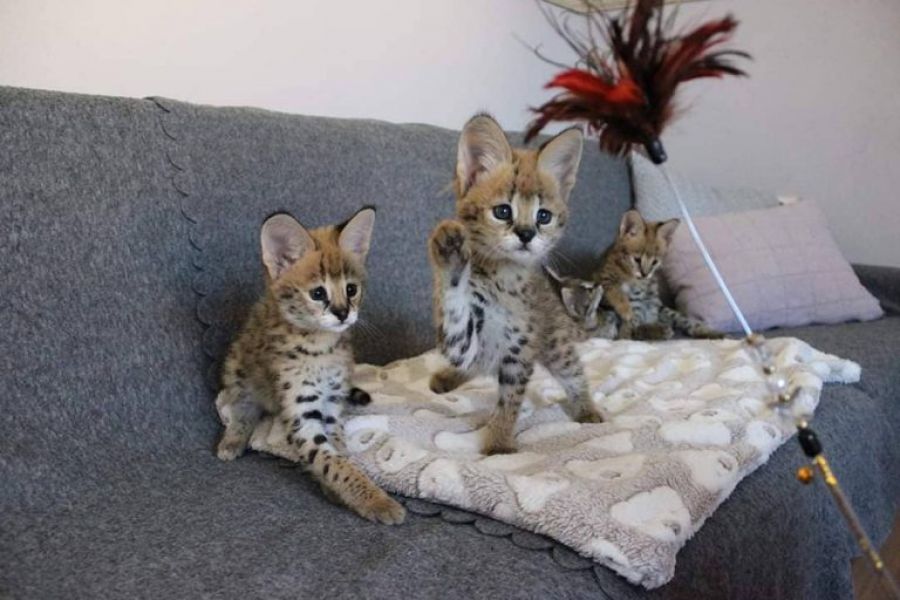 Outstanding Savannah kittens Available Tica Reg