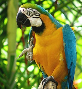 Blue and Gold Macaw parrots ready