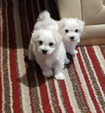 Adorable outstanding Maltese puppies