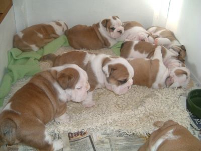 AKC Champion Bloodline English Bulldog puppies for adoption