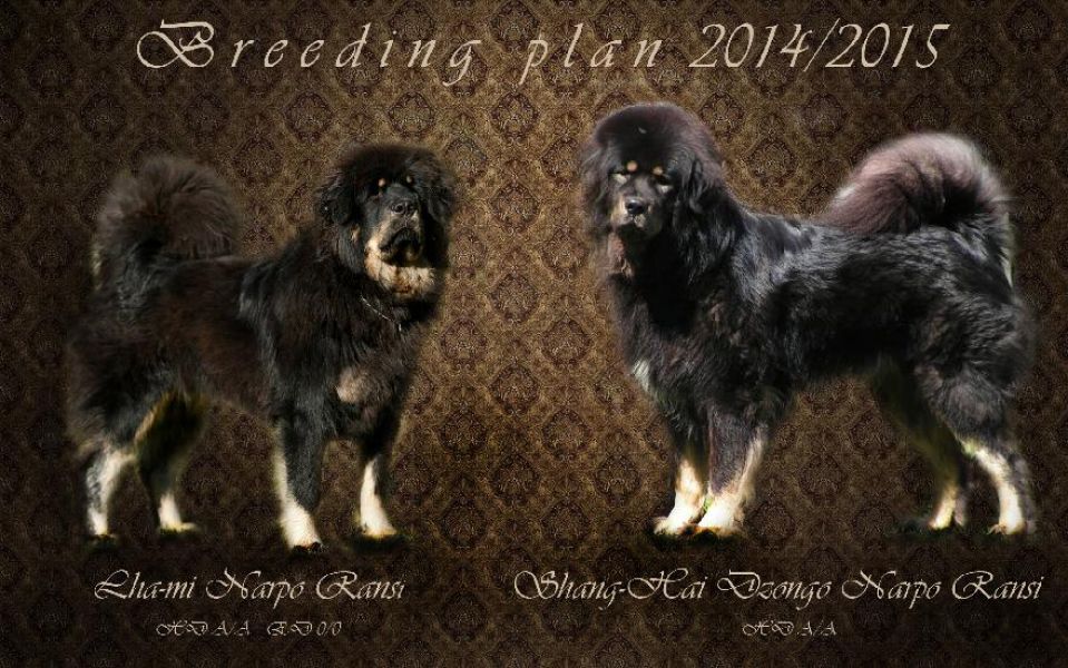 Tibetan Mastiff (Do Khyi) puppies for reservation