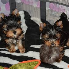 Super adorable Yorkie Puppies