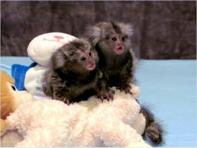  Adorable Baby Capuchin,marmoset,Squirrel and Spider Monkeys