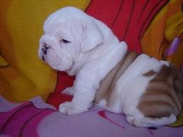 Pure Breed English Bulldog Puppies For Adoption