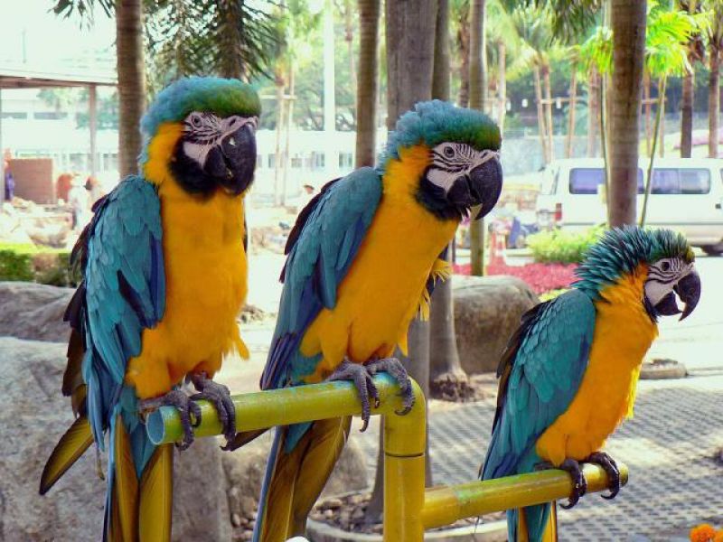 Macaw Parrots / birds with fertile parrots eggs for sale