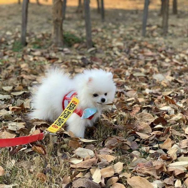 Teacup Pomeranian puppies available to good and loving home