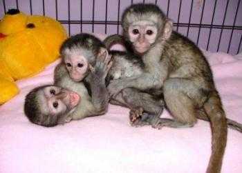 Capuchin monkeys,Squirrel monkeys,Spider monkeys,chimps,Marmosets for sale