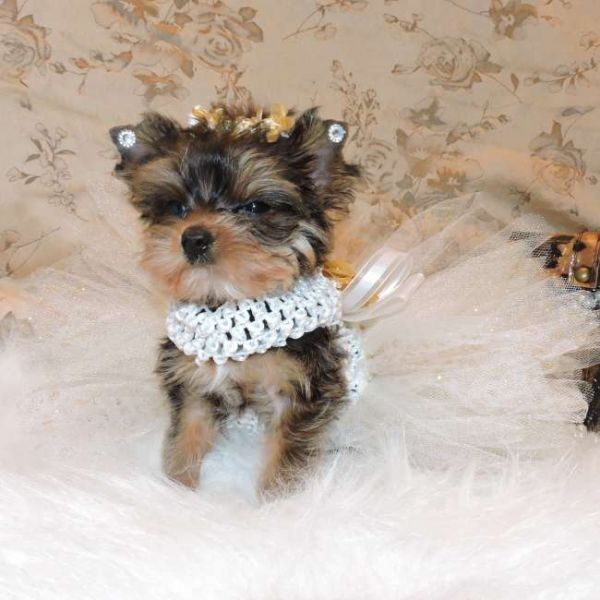 Gorgeous Male and Female Teacup Yorkie Puppies For Rehoming