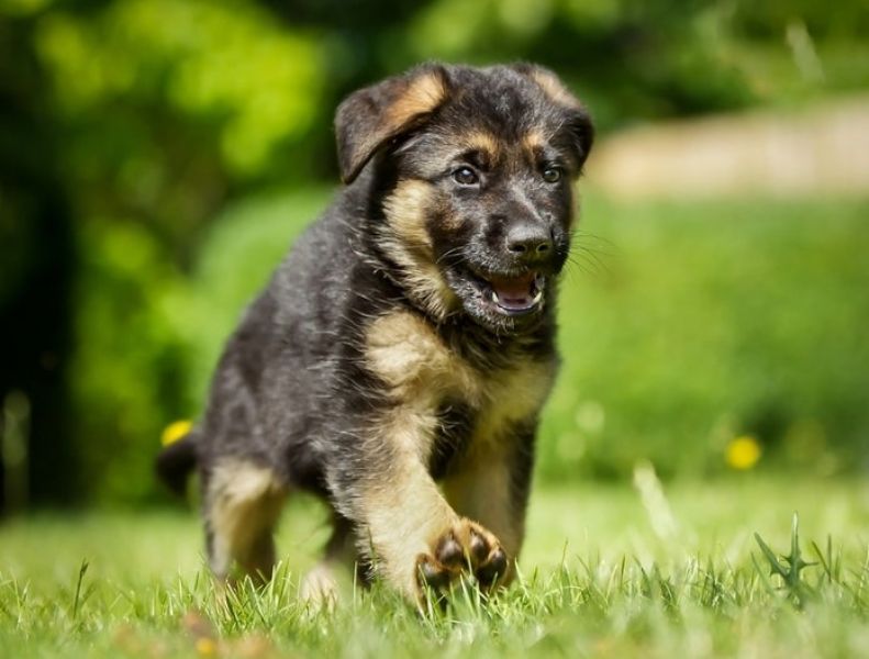 Active German shepherd puppies