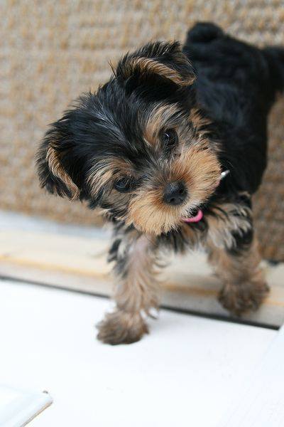 Your Male/Female Yorkie Puppies For Sale 