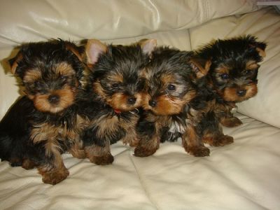 Adorable tiny teacup yorkie puppies for free adoption