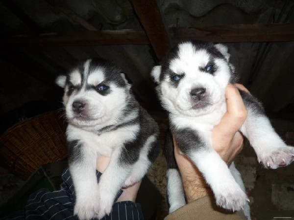 Best Siberian Husky Puppies for sale now