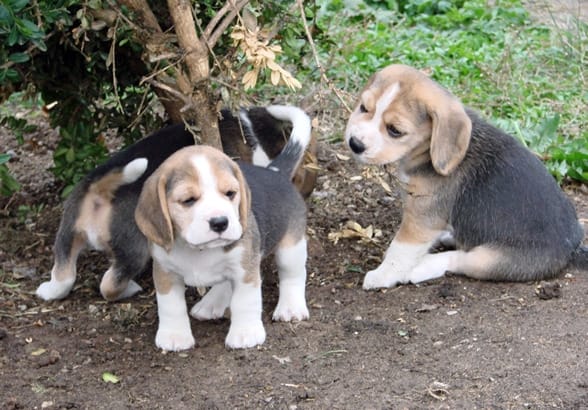 Great Beagle puppies 