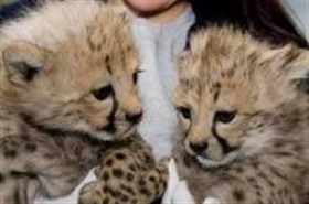 Well tamed baby cheetahs and tiger cubs for sale