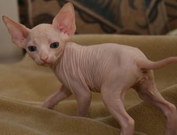 Sphynx Kittens, Parents from Russia.